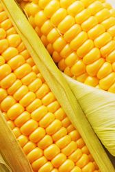 Продам оптом семена кукурузы и подсолнечника в Чернигове