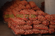 Продам Семенной Картофель Картошку Оптом
