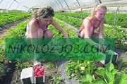 СЕЗОННАЯ РАБОТА В ФИНЛЯНДИИ 2012. СБОР ЯГОД ПОСАДКА И СБОР КЛУБНИКИ