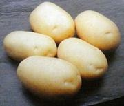 насіннева картопля сорт Невська