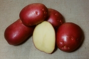 продам голландский семенной картофель сорт Роко
