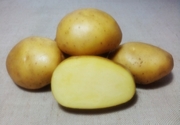 ранний семенной картофель сорт Каррера