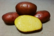 картофель ранний посадочный сорт Розара