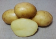  семенной картофель 