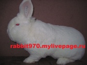 Продам кроликов породы Новозеландский белый 