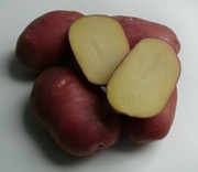 семенной голландский картофель сорт Роко