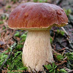 Продам грибы лесные,  разных видов